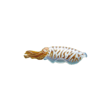 Cuttlefish pin